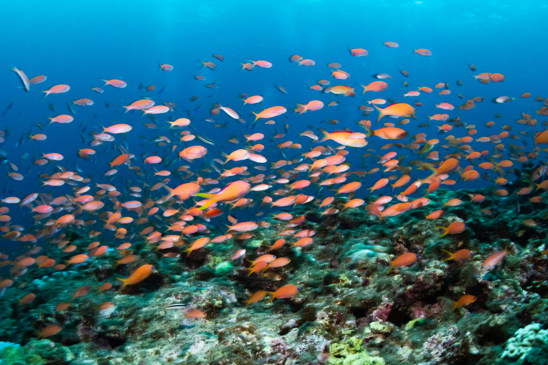 宮古島少人数制ダイビングショップ「EARTH LENS」(ボートチャーター有)